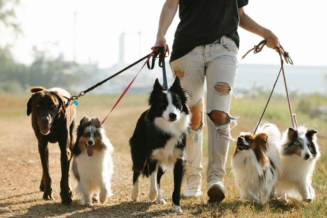 How to Choose the Perfect Dog Breed according to your Lifestyle?