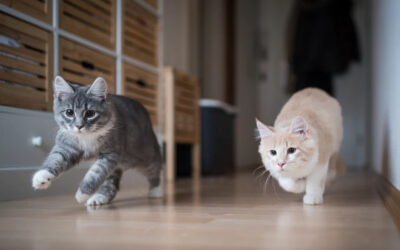 Indoor Vs. Outdoor Cats Pros and Cons
