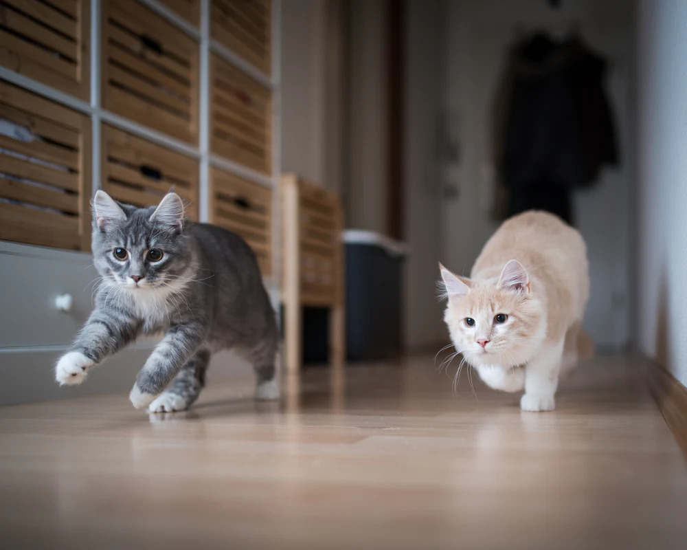Indoor Vs. Outdoor Cats Pros and Cons