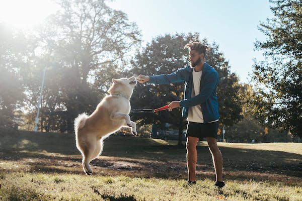 The Role of Exercise in a Happy and Healthy Pet's Life